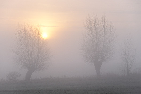 Kopfweiden, Sonne durchbricht den Morgennebel