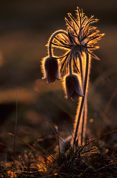 Wiesenkuhschelle (Pulsatilla pratensis)