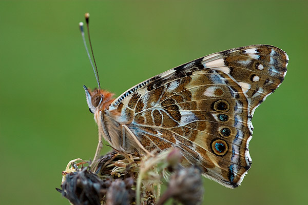 Distelfalter (Vanessa cardui)