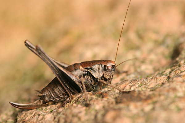 Gemeine Strauchschrecke (Pholidoptera griseoaptera) Weibchen