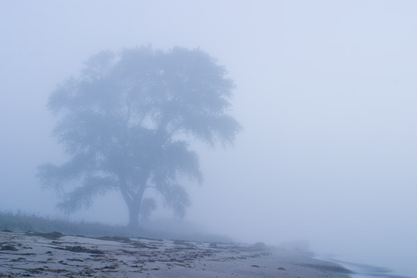 Kstenbaum im Nebel