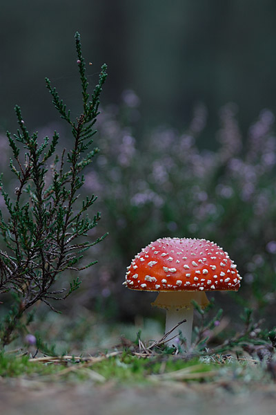 Fliegenpilz (Amanita muscaria)