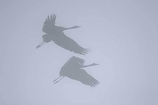 Fliegende Kraniche im Nebel - Graukraniche (Grus grus)