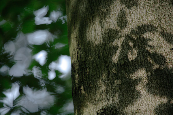 Schattenspiele