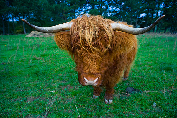 Schottisches Hochlandrind, Highland Cattle, Kyloe