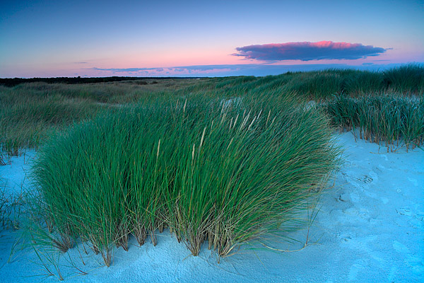 Strandhafer (Ammophila)