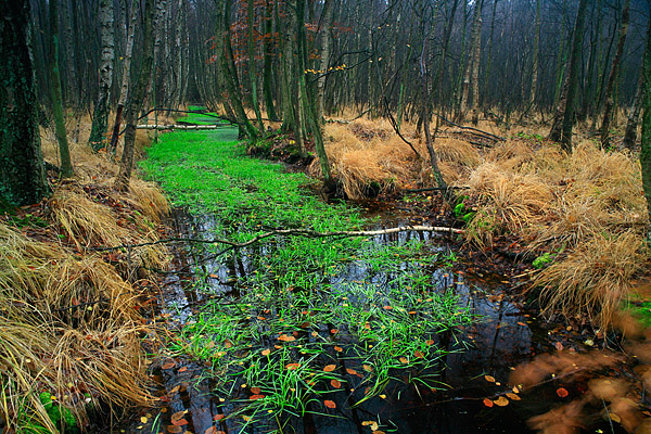 Wassergraben im Moor