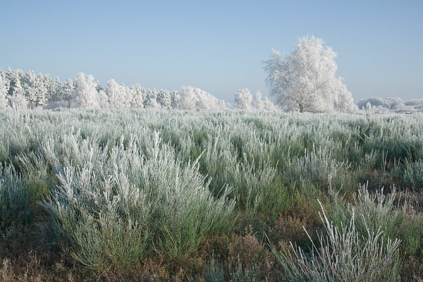 Von Rauhreif überzogene Winterlandschaft, Försterhofer Heide, Mecklenburg-Vorpommern, Deutschland, Europa
