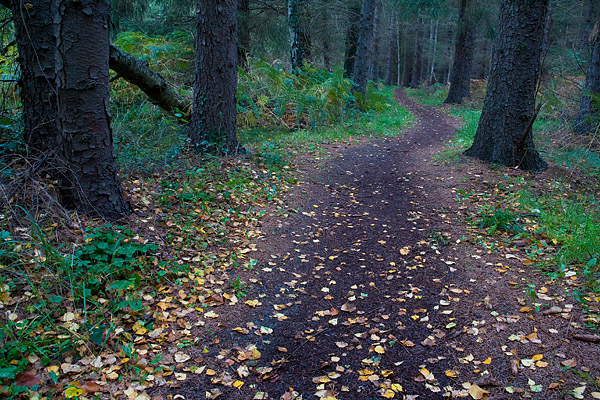 Waldweg - Nationalpark Vorpommersche Boddenlandschaft, Dar, Mecklenburg-Vorpommern, Deutschland