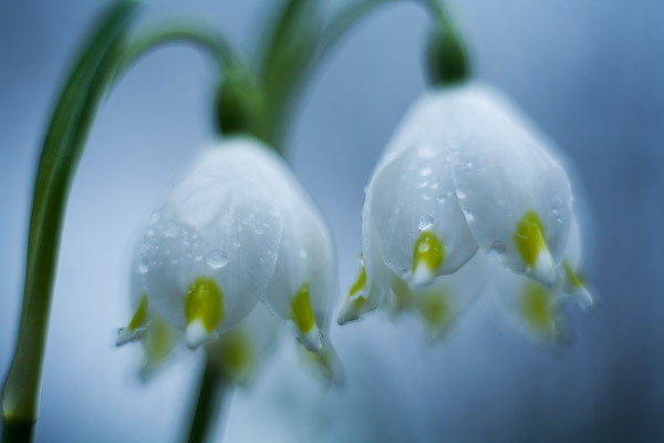M�rzbecher / Fr�hlings-Knotenblume , (Leucojum vernum)