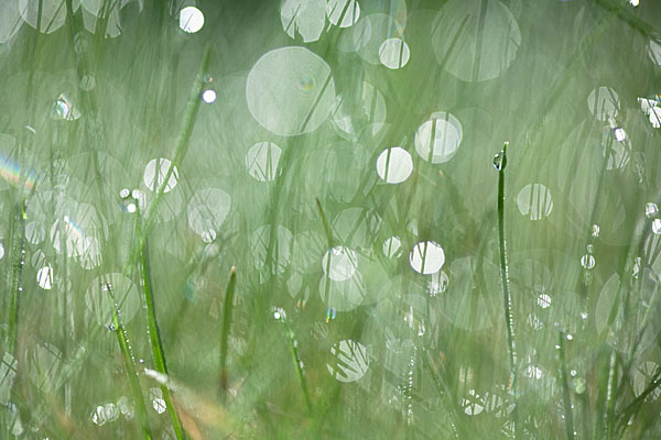 Wiese im Morgentau 