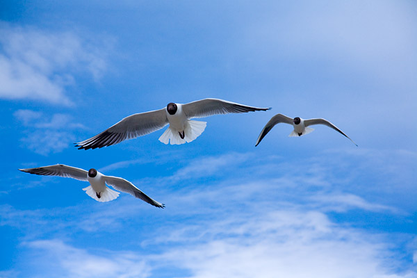 Lachmwen (Larus ridibundus) 