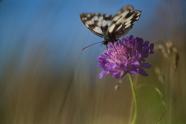 Schachbrettfalter (Melanargia galathea)