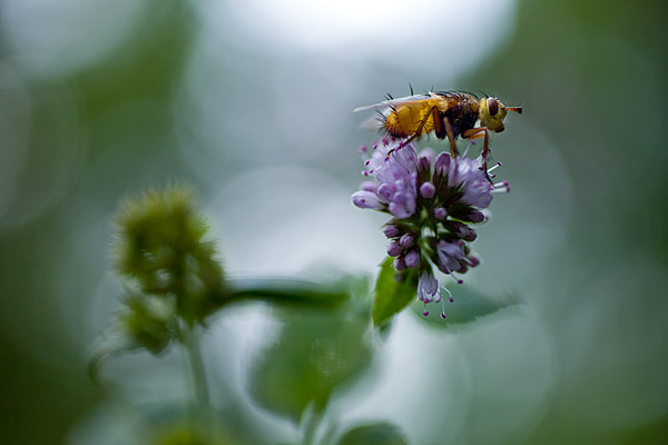 Raupenfliege (Tachinidae)
